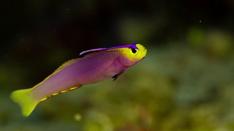 Tiny colourful rare tropical fish