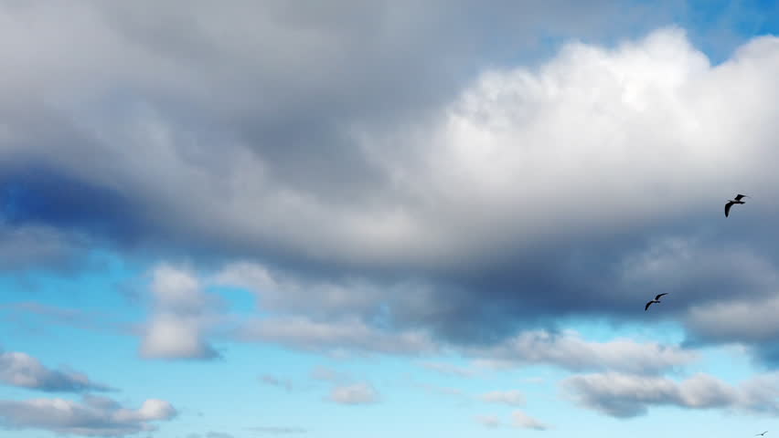 2 Seagulls flying in blue skies 