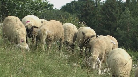 Flock of sheep near Eichstaett in Altmuehltal, Bavaria, Germany.