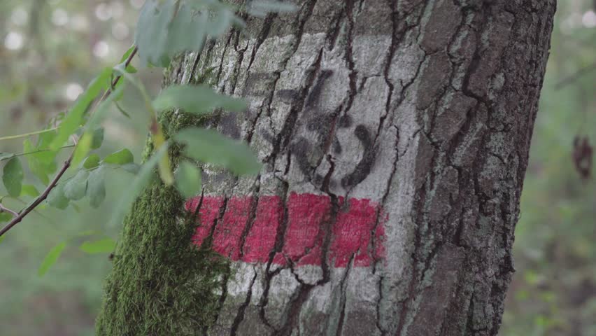 Bicycle path marker on tree