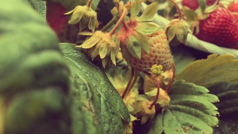 Video filming of strawberries in a natural environment close-up, retro effect
