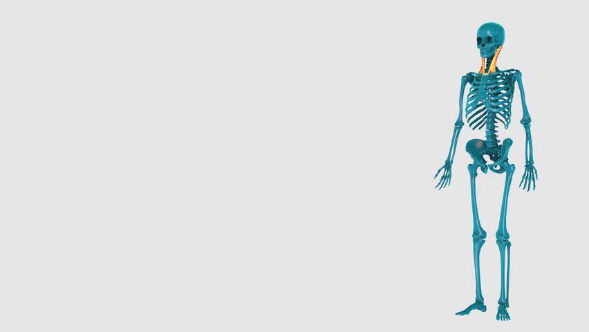 Sternocleidomastoid-on a white background-3D HUMAN MUSCLE ATLAS, a Healthcare Video by USUL
