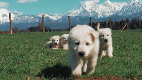 A bunch of white shepherd dog breed puppies sits the green meadow with snowy mountains in the background. Suddenly a puppy starts walking towards the camera and licks the lens.: film stockowy