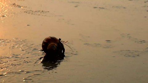 A Hermit Crab walking on a sea beach during golden hour Stock Video