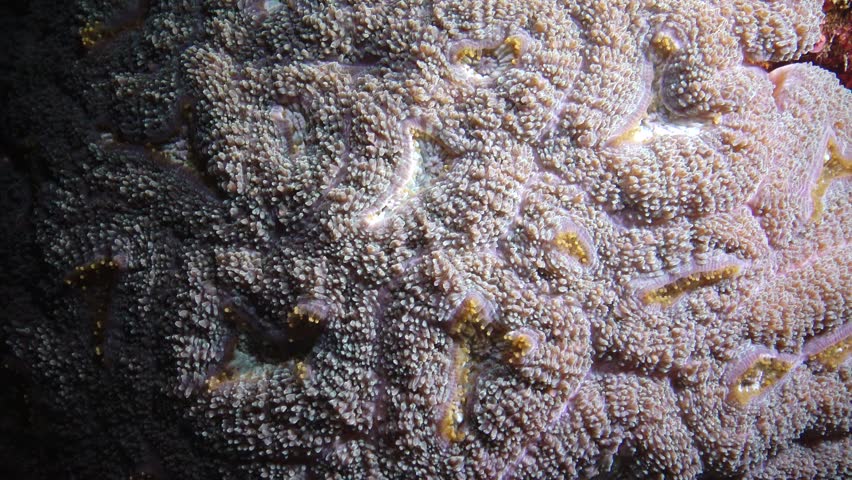 Brain coral catches plankton on a coral rhyme in the Red Sea. Marsa Alam, Abu Dabab, Egypt