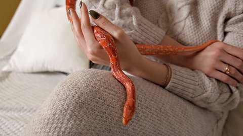 Girl holding a snake in his hands. House, domestic orange snake