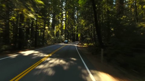 Car driving on a road through the redwood national forest. View from inside the car. Light from sun rays flashing. POV view