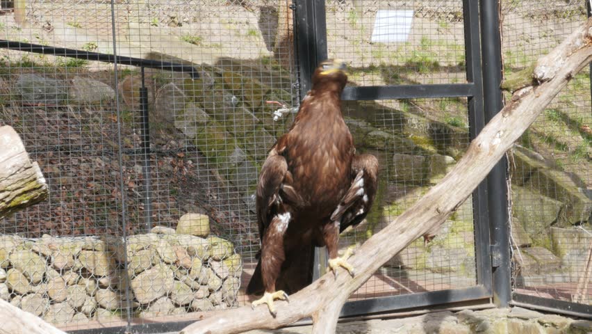 steppe eagle, Aquila nipalensis, in zoo, stretching wings, angry