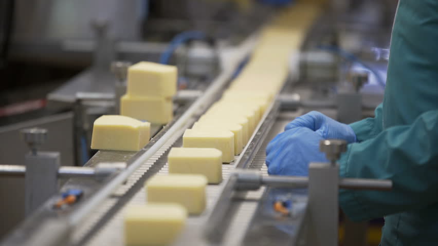 Production food. Cheese factory manufacturing process. Cheese wheel on manufacturing line at food plant