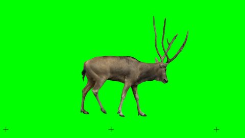 David's deer slowly walking seamlessly looped on green screen, real shot, isolated with chroma key, perfect for digital composition, cinema, 3d mapping.