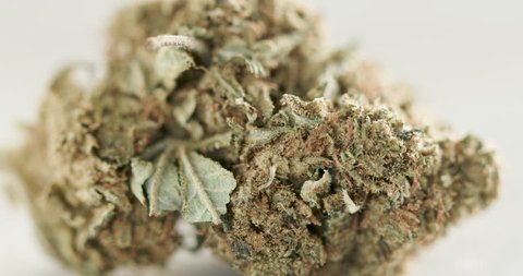 Cannabis strain Purple Kush macro portrait close-up
