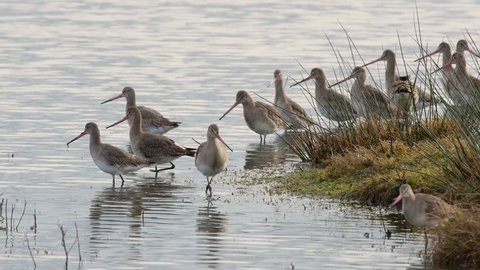 A group of Black-Tailed Godwits in winter plumage standing and feeding at the edge of the water at Caerlaverock Wetland Centre South West Scotland.