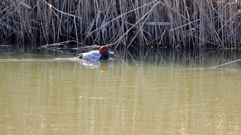 Redhead duck swimming in slow motion. 