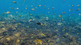 School of tropical colorful fish (Pomacentridae, Damselfish ) on the coral reef. Corals and fish in the blue ocean water. Underwater video from scuba diving with the marine life.  Aquatic wildlife.