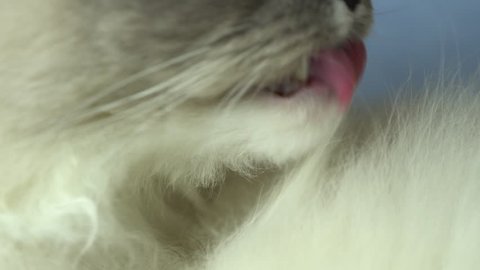 Beautiful long hair ragdoll cat lying in bed and leaking his fur and enjoying while nesting for cozy sleep. Blue eye home pet. Extreme close up of cat pruning or grooming himself. 4k uhd.