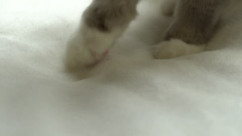 Cat kneading a fluffy blanket. Extremely fuzzy ragdoll breed cat with cute paws massages his white blanket with joy for nesting and sleep. Close up uhd 4k.