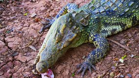 4K video of Siamese crocodile in nature, Thailand.
