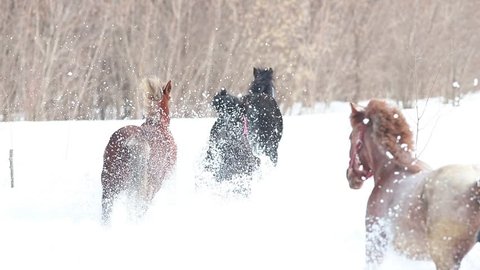 Four horses running on a snowy ground