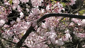 4K HD video of cherry blossoms on cherry tree blowing in the wind. Cherry blossom is a flower of several trees of genus Prunus, particularly the Japanese cherry, Prunus serrulata, called sakura