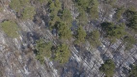 Long coniferous tree shadows on snowed ground 4K aerial video