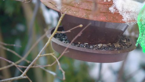 Bird eating out of a Birdhouse in 180fps slowmotion