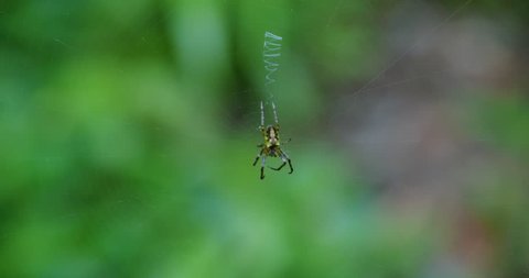 black spider weaving web to wait for prey insects to be ensnared on web closeup background blurred