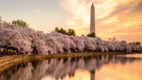WASHINGTON - APRIL 11, 2015: Crowds throng the tidal basin below the Washington Monument during the annual cherry blossom season in Washington DC.