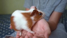 Closeup view of cute small baby guinea pig of several weeks old and cute happy smiling white kid. Slow motion full hd video footage.