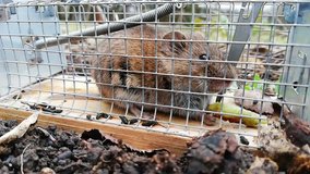 A vole is feeding on a piece of apple in a live mousetrap.
