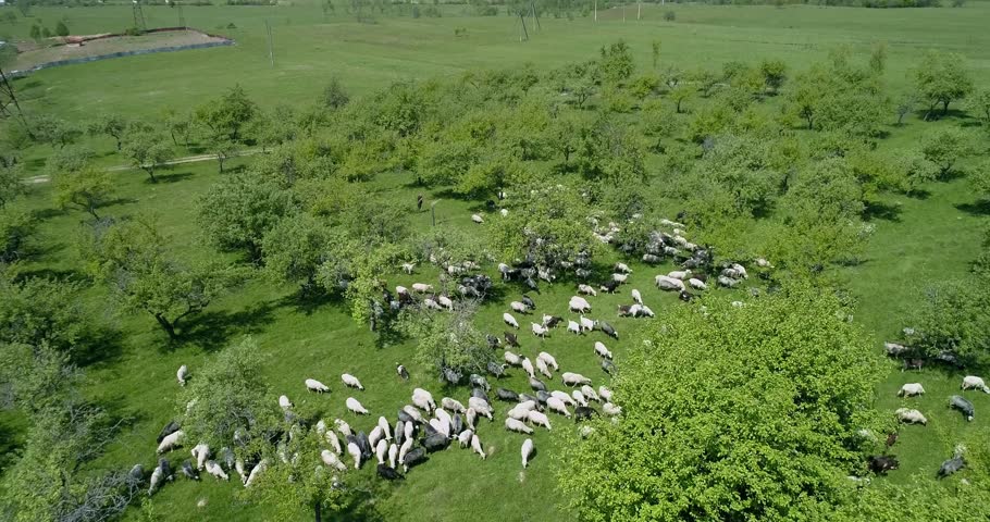 Aerial view of flock of sheep in pasture in spring. 4k