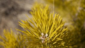 Beautiful pine needles - Powered by Shutterstock - Get 15% off with code: PIKWIZARD15