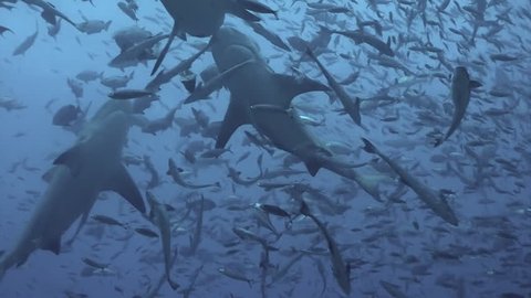 Pack of sharks in school of fish in underwater marine wildlife of Pacific Ocean Tonga.