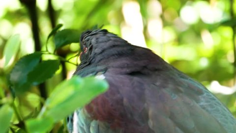 New zealand wood pigeon in a tree Adlı Stok Video