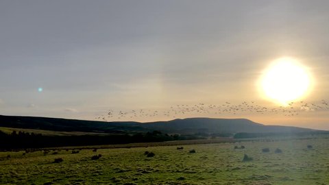 A large flock of geese migrating during sun set.