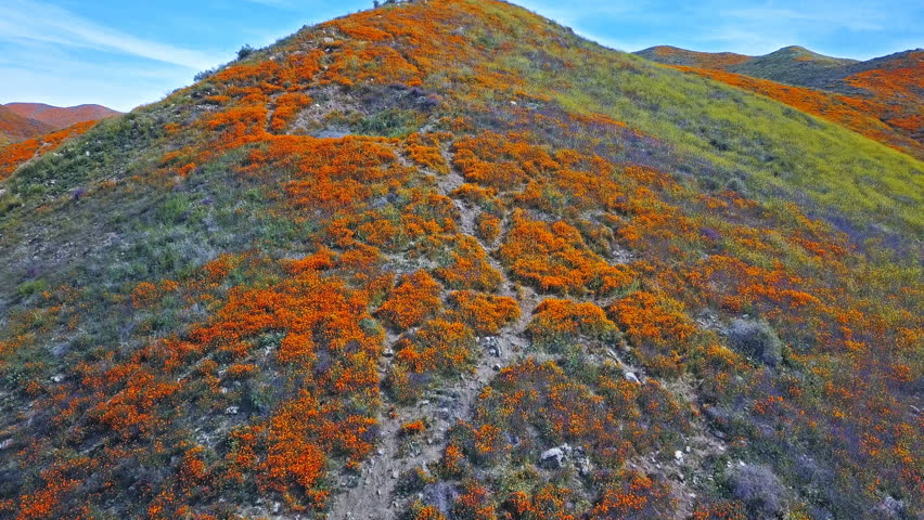 Aerial footage of poppy fields at Lake Elsinore, California Royalty-Free Stock Footage #1027379471