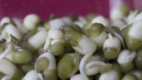 Beautiful close up timelapse video macro shot of a mung beans seeds growing inside a glass jar while insects are having fun