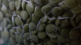 Beautiful close up macro timelapse of lentil seeds growing slowly in the water inside a glass jar.