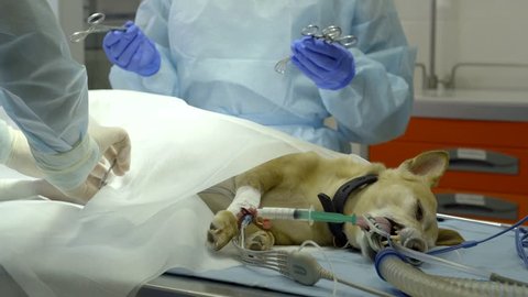 Dog on the operating table veterinarians carry out surgery on the ligament in the knee, they are wearing a uniform and gloves on their hands. Pass the scalpel.