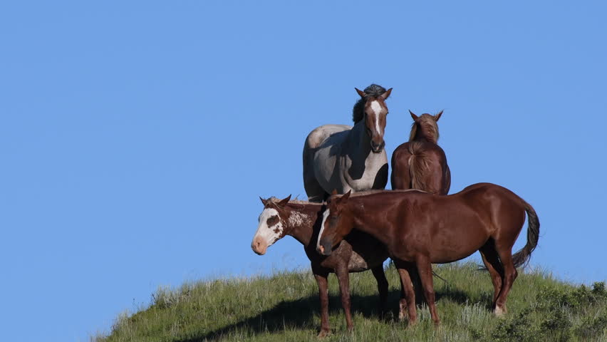 Wild Horses Standing in the Wind Against Blue Sky