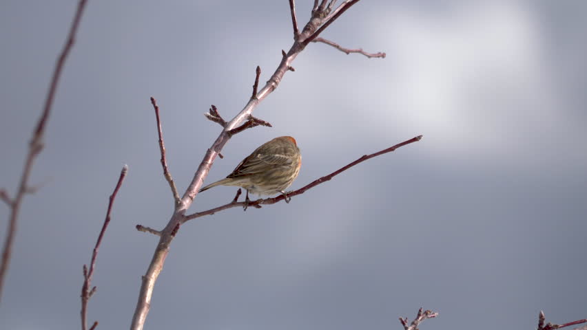 A male house finch perched on a tree branch - zooming in for a close up