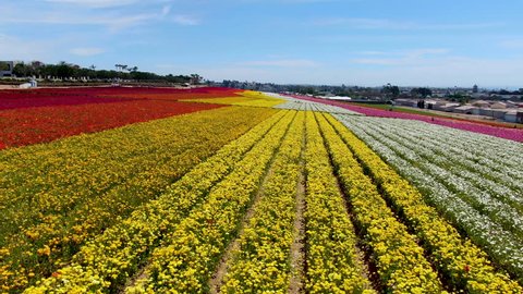 Aerial view of Carlsbad Flower Fields. tourist can enjoy hillsides of colorful Giant Ranunculus flowers during the annual bloom that runs March through mid May. Carlsbad, California, USA