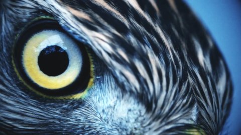 Eagle eye close-up, macro, eye of young Goshawk (Accipiter gentilis) toned