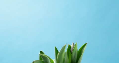 Timelapse of tulip flower blooming on blue background