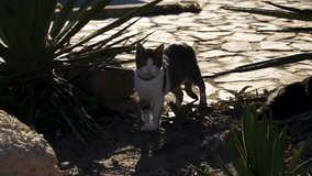 Domestic cat outdoor through bushes, Spain