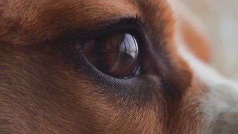 Close-up macro depth of field: details of the dog's eyes, nose, mouth that blinks and waits for the owner. Beautiful red dog Beagle eye. Soft warm light, slow motion, close-up. 4K. Red Epic