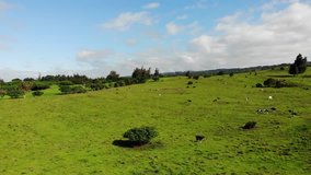Aerial Drone View Of Cow Pasture Farm in Hawaii