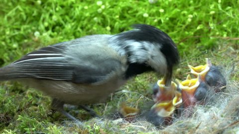 Baby chickadee quick meal
