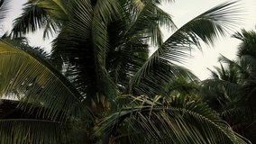 Coconut palm trees foliage closeup. Aerial flight 4k  video.