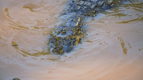 4K video of Siamese crocodile in the water, Thailand.