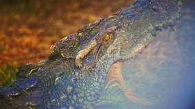4K video of Siamese crocodile, Thailand.